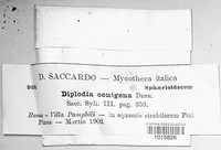 Sphaeropsis sapinea image